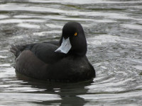 Kinloch Marina and Lake Front